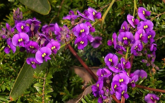 Purple Coral Pea Happy Duo (Hardenbergia violacea)