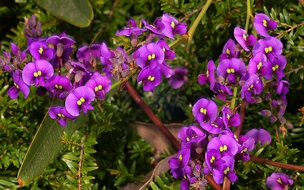 Purple Coral Pea Royal Flush (Hardenbergia violacea)