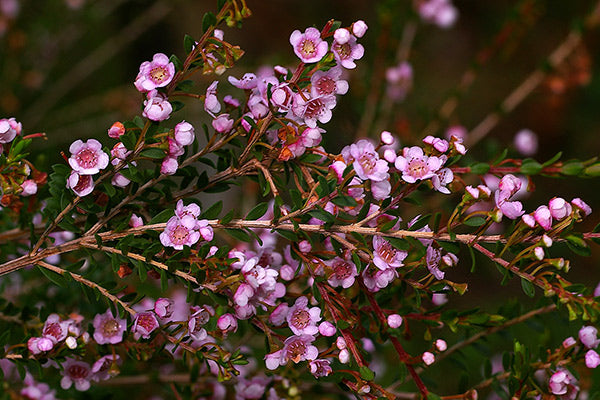 Thryptomene Pink (Thryptomene spp.)