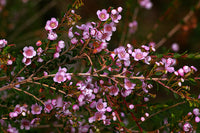 Thryptomene Pink (Thryptomene spp.)