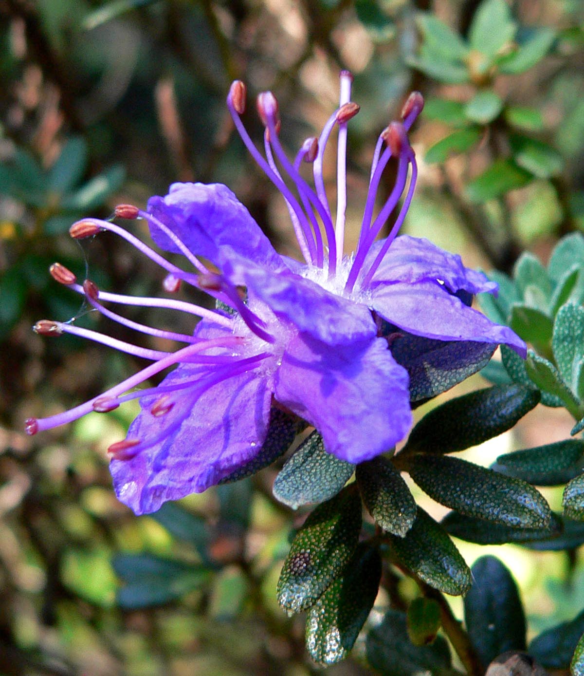 Rhododendron Inpeditum