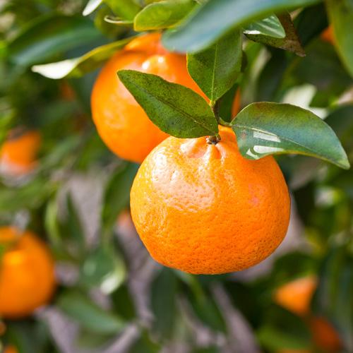 Dwarf Imperial Mandarin (QLD Only) - Ladybird Nursery