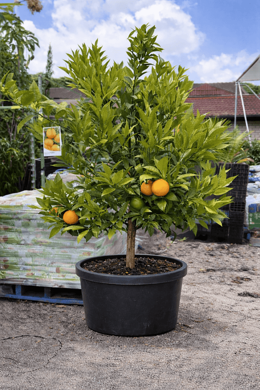 Imperial Mandarin Tree 500mm pot (PICK UP ONLY) - Ladybird Nursery