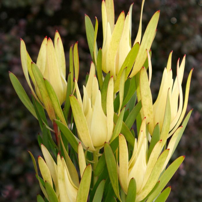 Leucadendron ‘Inca Gold’ - Ladybird Nursery
