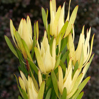 Leucadendron ‘Inca Gold’ - Ladybird Nursery