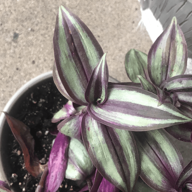 Spiderwort Silver (Tradescantia spp.)