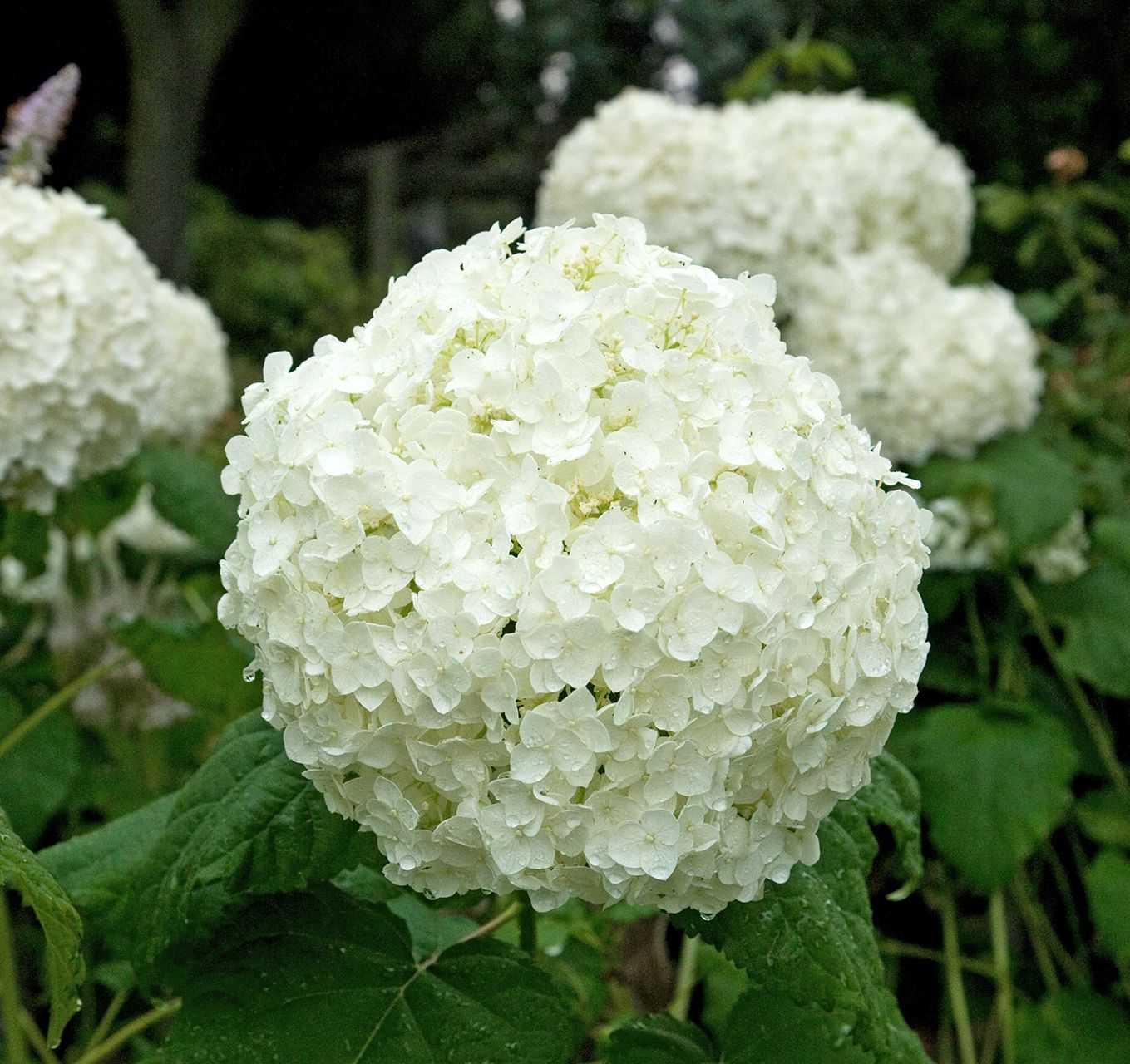 Hydrangea White (Hydrangea spp.)