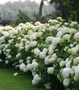 Hydrangea White (Hydrangea spp.)