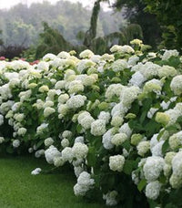 Hydrangea White (Hydrangea spp.)