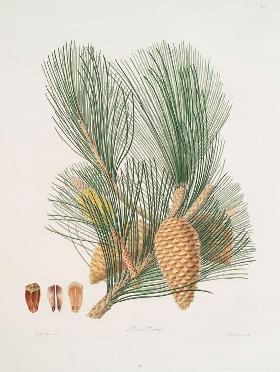 Cluster Pine (Pinus pinaster)