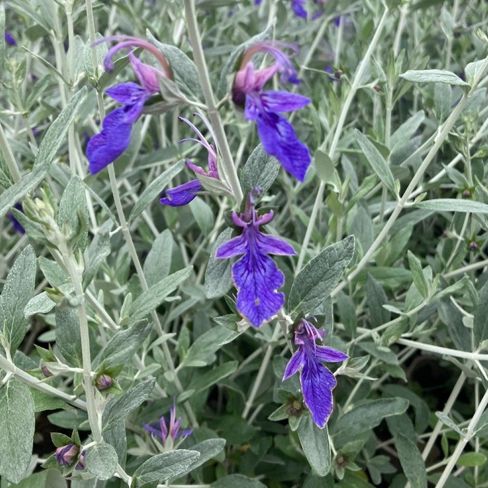 Indigo Angel (Teucrium) - Ladybird Nursery