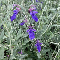 Indigo Angel (Teucrium) - Ladybird Nursery