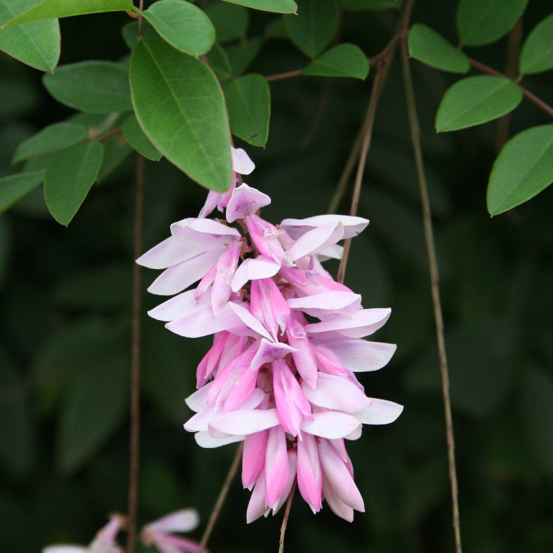 Indigo (Indigofera decora)