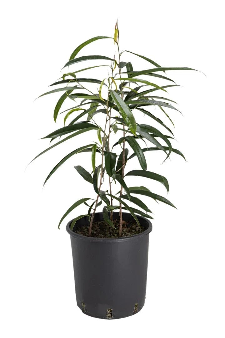 Sabre™ Fig (Ficus) - Ladybird Nursery