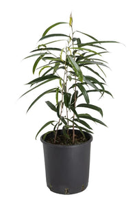 Sabre™ Fig (Ficus) - Ladybird Nursery