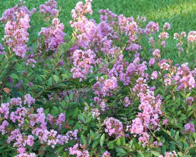Crepe Myrtle Infinitini Orchid (Lagerstroemia) - Ladybird Nursery