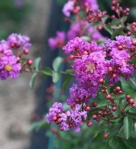 Crepe Myrtle Infinitini Brite Pink (Lagerstroemia) - Ladybird Nursery