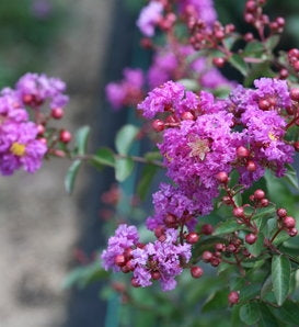 Crepe Myrtle Infinitini Orchid (Lagerstroemia)