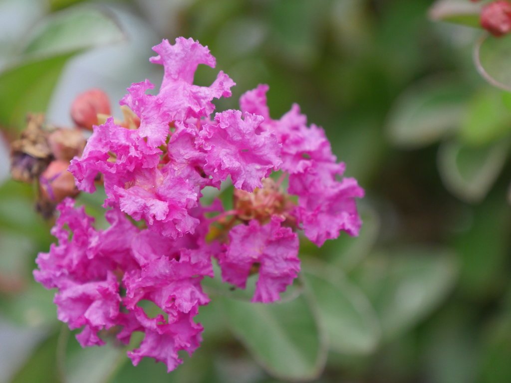 Crepe Myrtle Infinitini Magenta (Lagerstroemia) - Ladybird Nursery