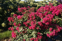 Crepe Myrtle Infinitini Watermelon (Lagerstroemia) - Ladybird Nursery