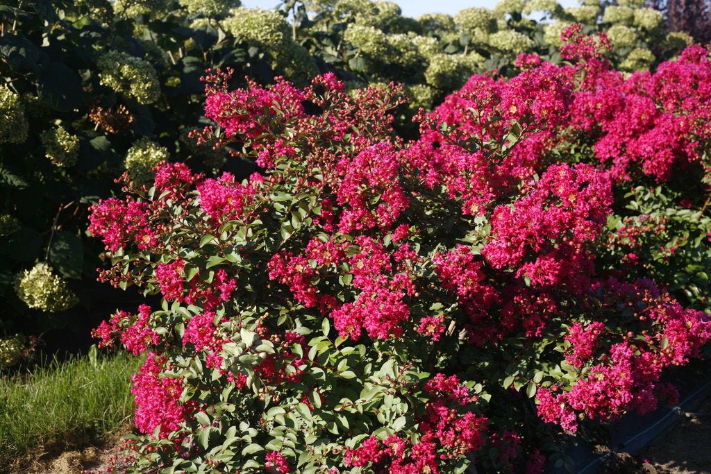 Crepe Myrtle Infinitini Watermelon (Lagerstroemia) - Ladybird Nursery