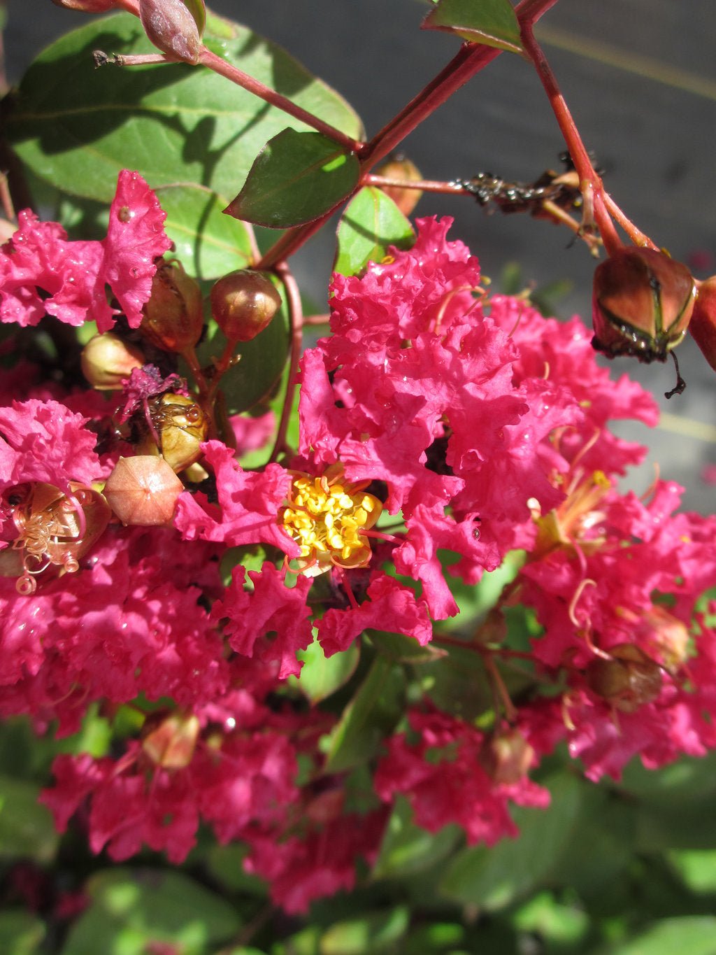 Crepe Myrtle Infinitini Watermelon Plant – Buy Now! – Ladybird Nursery