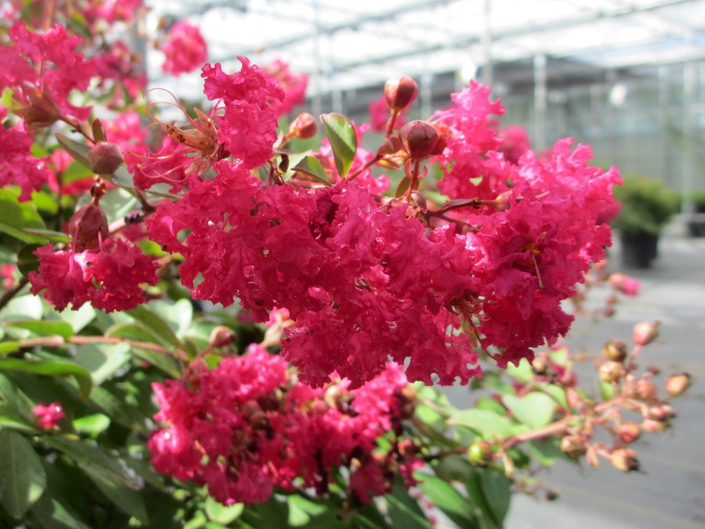 Crepe Myrtle Infinitini Watermelon (Lagerstroemia) - Ladybird Nursery