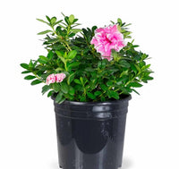 Azalea indica Inga