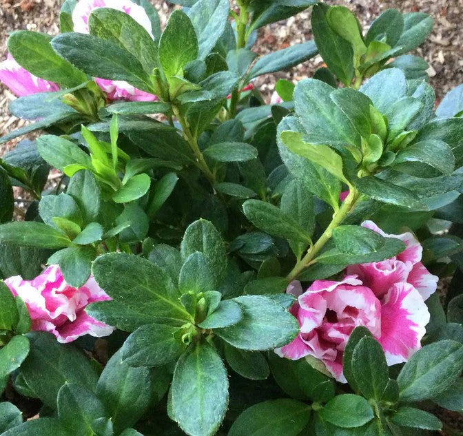 Azalea indica Inga