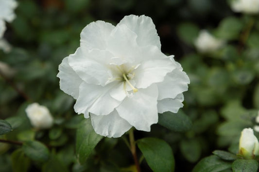 Azalea Inga White