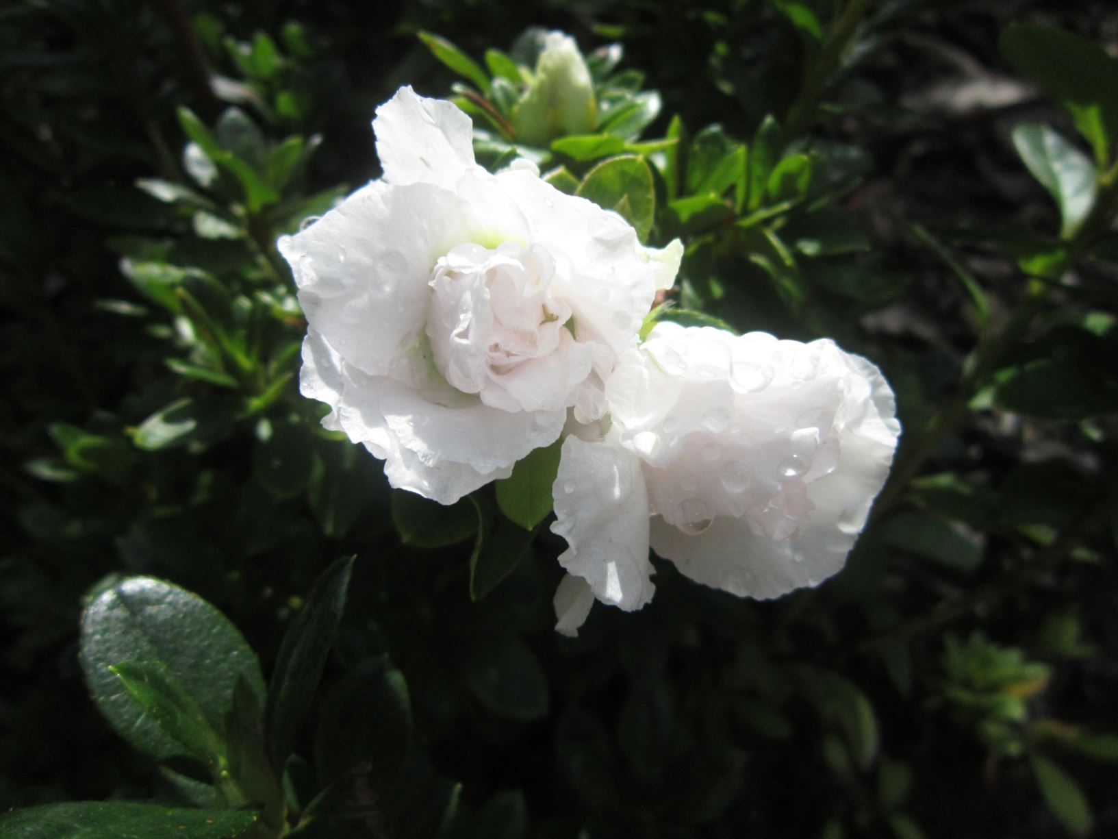 Azalea Inga White - Ladybird Nursery