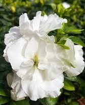 Azalea Inga White