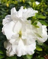 Azalea Inga White - Ladybird Nursery