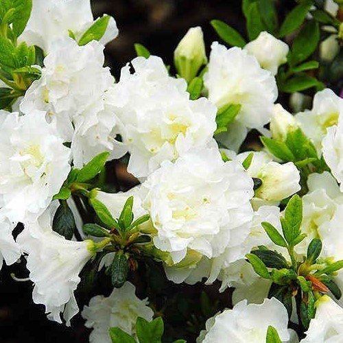 Azalea Inga White