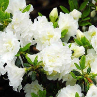 Azalea Inga White - Ladybird Nursery