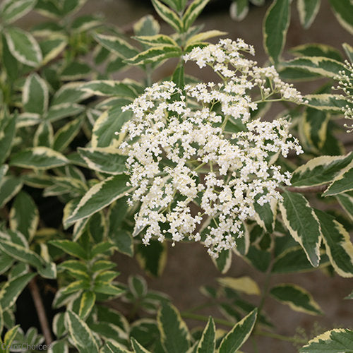 Variegated Elderberry Variegata (Sambucus nigra)