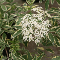 Variegated Elderberry Variegata (Sambucus nigra) - Ladybird Nursery