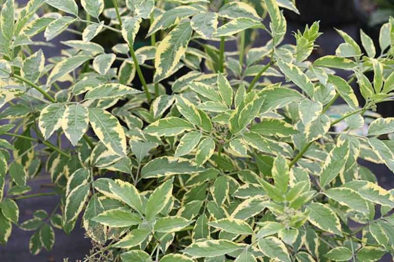 Variegated Elderberry Variegata (Sambucus nigra)