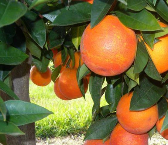 Ippolito Blood Orange (QLD ONLY)