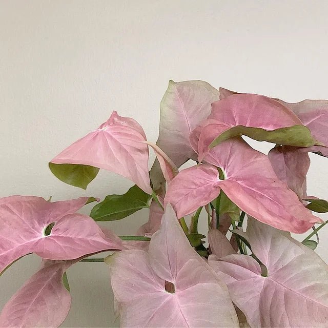Syngonium Neon Robusta - Ladybird Nursery