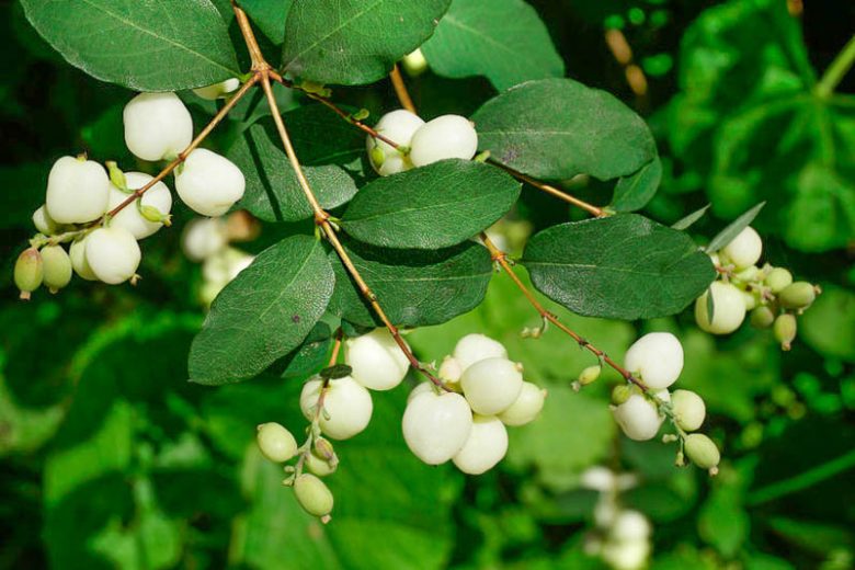 Snowberry (Symphoricarpos albus)