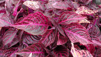 Bloodleaf (Iresine herbstii)