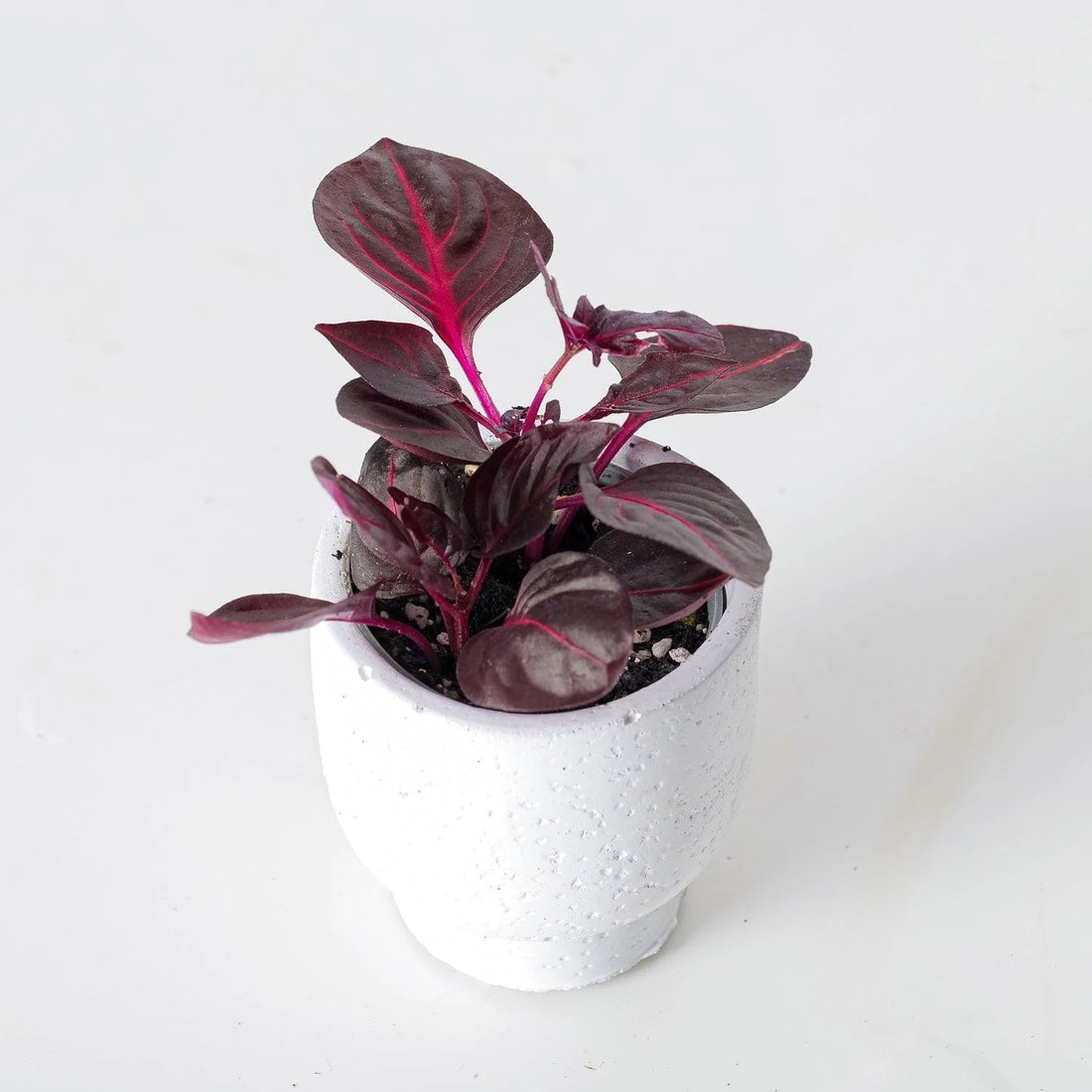 Bloodleaf Assorted (Iresine spp.) - Ladybird Nursery