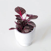 Bloodleaf Assorted (Iresine spp.)