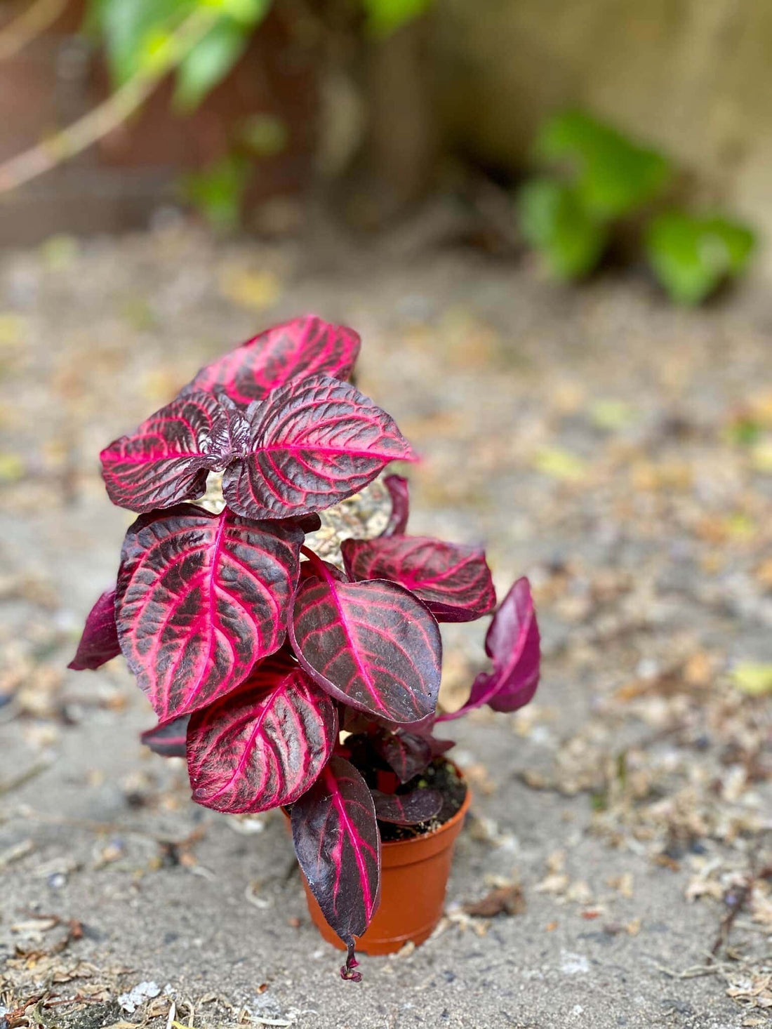 Bloodleaf (Iresine herbstii) - Ladybird Nursery