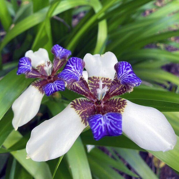 Brazilian Walking Iris (Neomarica gracilis) - Ladybird Nursery