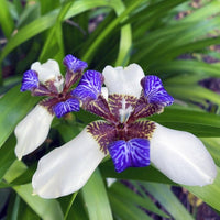 Brazilian Walking Iris (Neomarica gracilis) - Ladybird Nursery