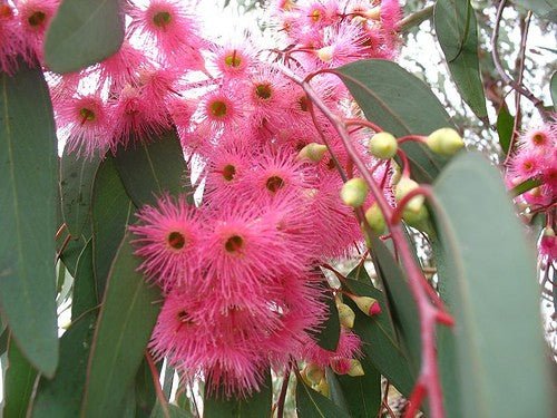 Red - Flowering Ironbark (Eucalyptus sideroxylon Rosea) - Ladybird Nursery
