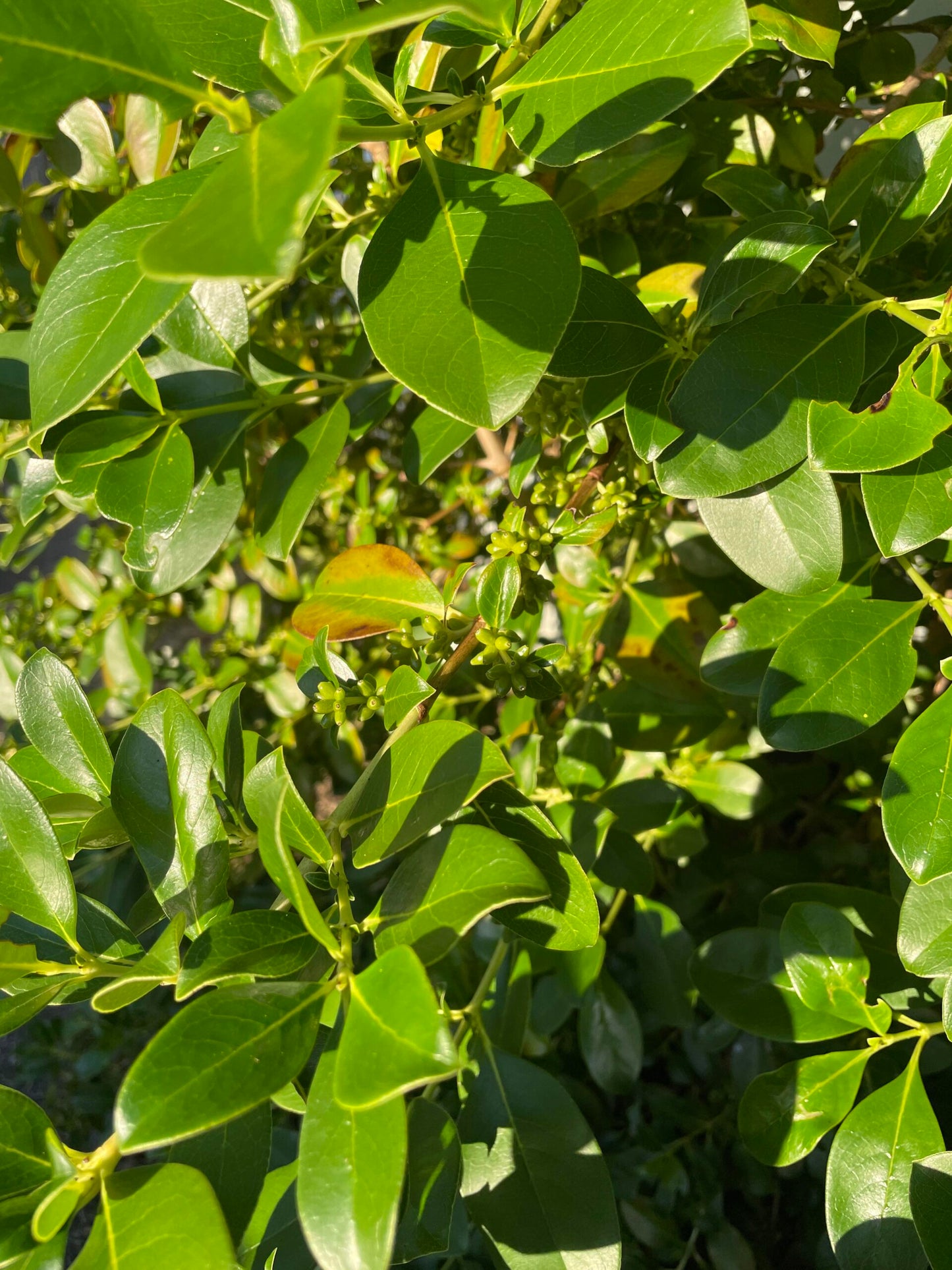 Assorted (Coprosma spp.)