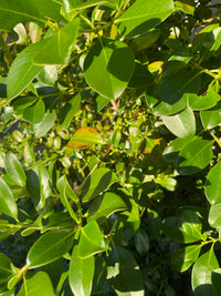 Assorted (Coprosma spp.)